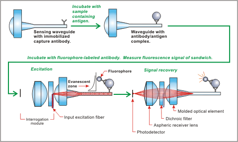 Optical and biochemical processes associated with a waveguide bioassay